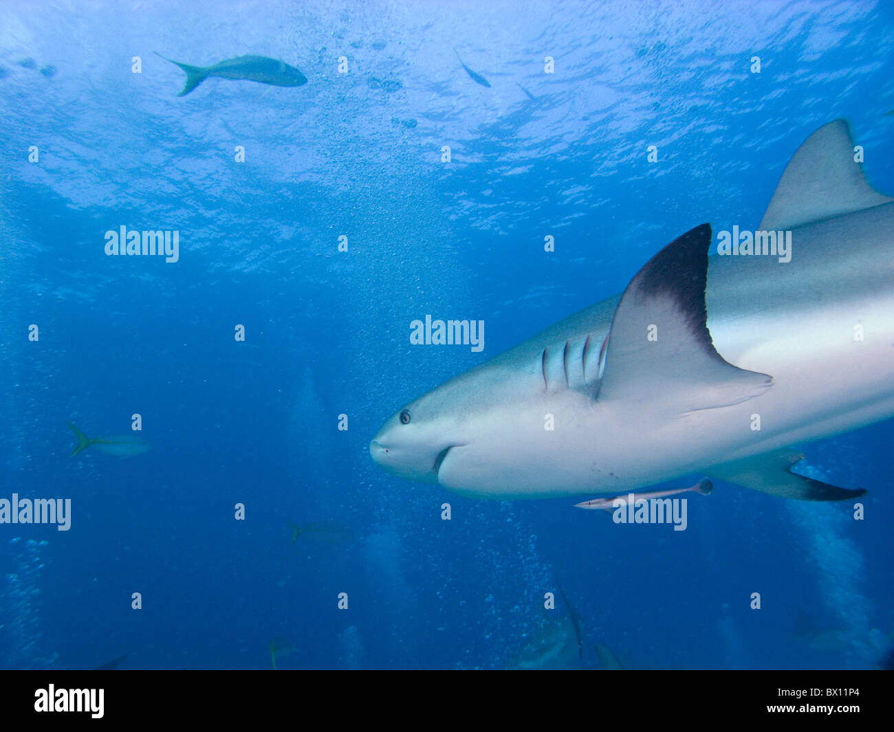Caribbean Reef Shark, Nassau, Bahamas Stock Photo Alamy