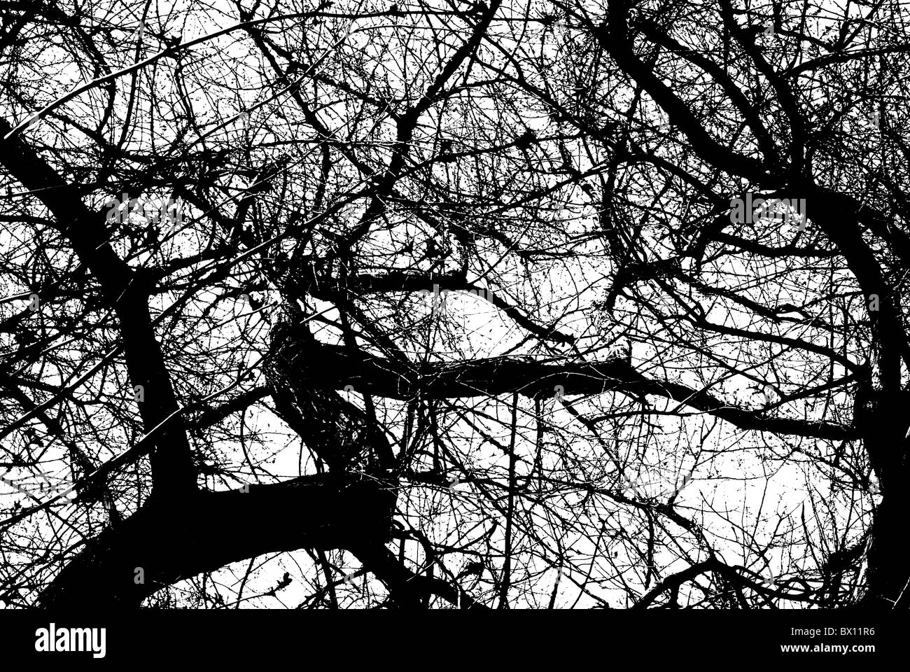 early spring black and white trees without leaves Stock Photo