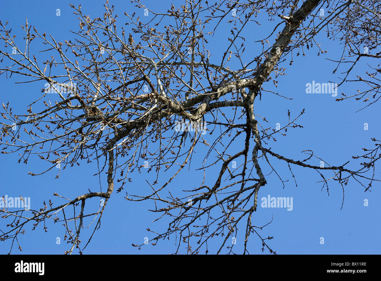 early spring black and white trees without leaves Stock Photo Alamy