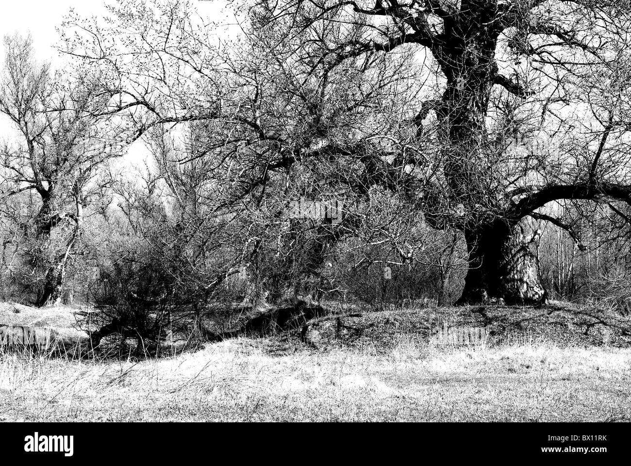 early spring black and white trees without leaves Stock Photo Alamy