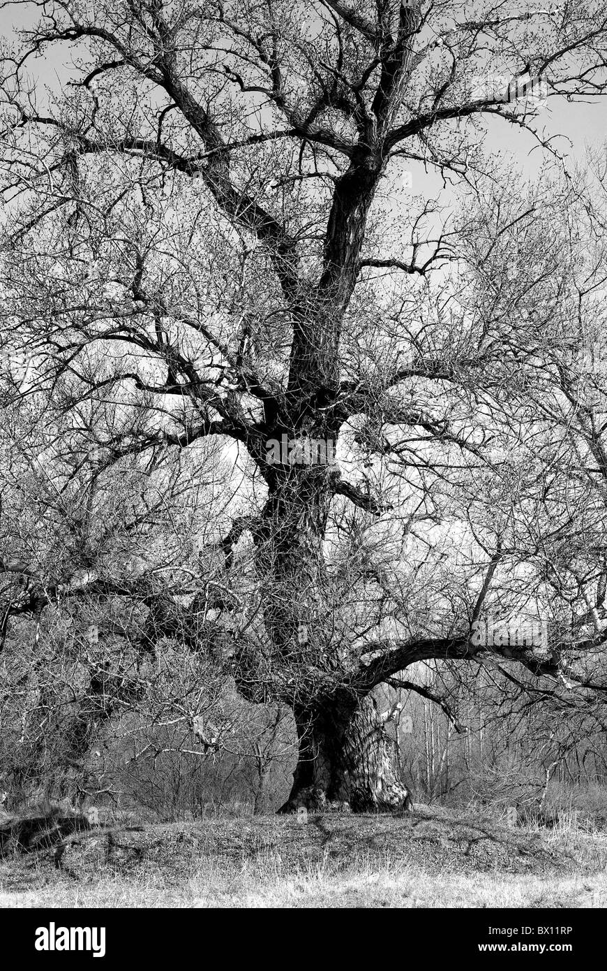 early spring black and white trees without leaves Stock Photo