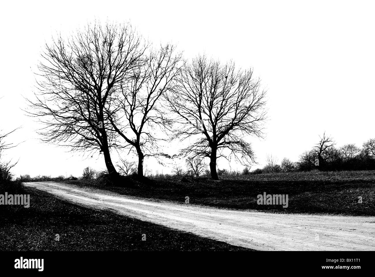 Black silhouettes leaves trees hi-res stock photography and images - Alamy