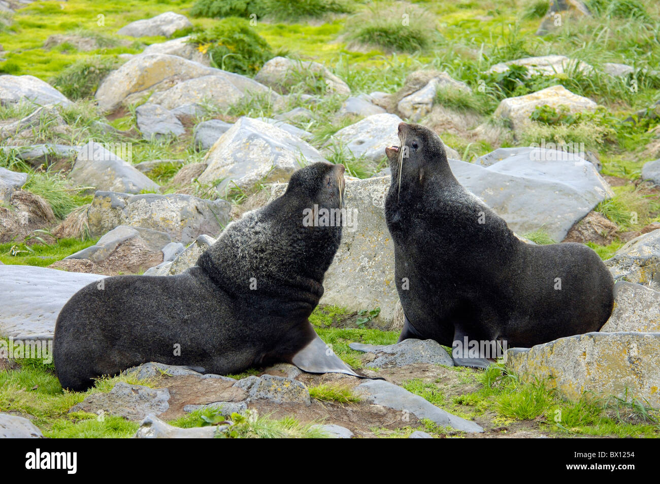 Northern Fur Seal Callorhinus ursinus largest seal rookery in the world St. Paul Pribilof Islands Alaska USA Am Stock Photo