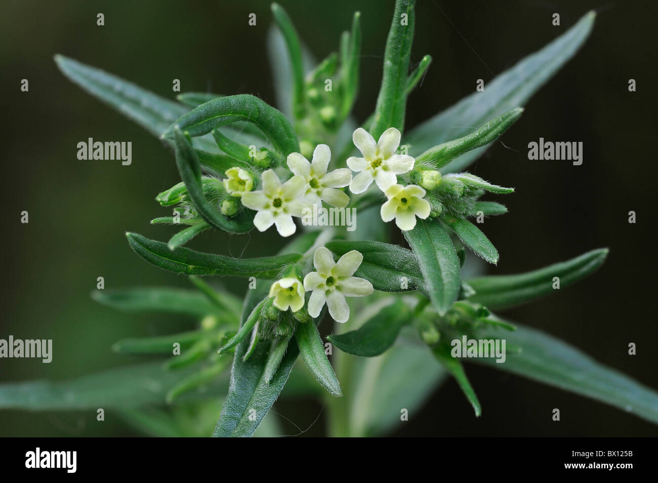 Common Gromwell - Lithospermum officinale Stock Photo