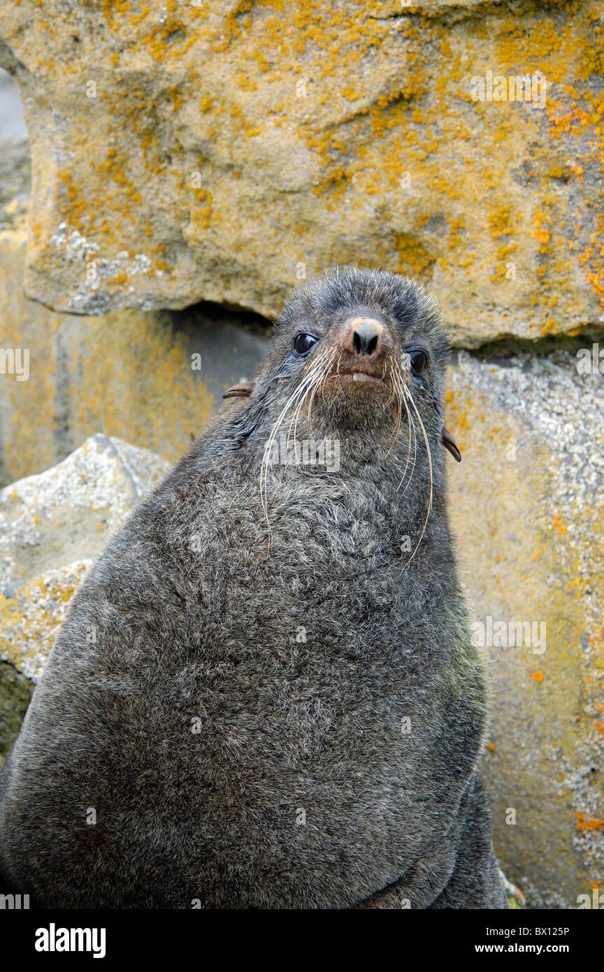 Northern Fur Seal seal animal colony coast sea Callorhinus ursinus largest seal rookery in the world St. Paul Stock Photo