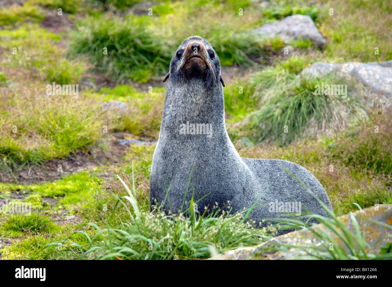 Northern Fur Seal seal animal colony coast sea Callorhinus ursinus