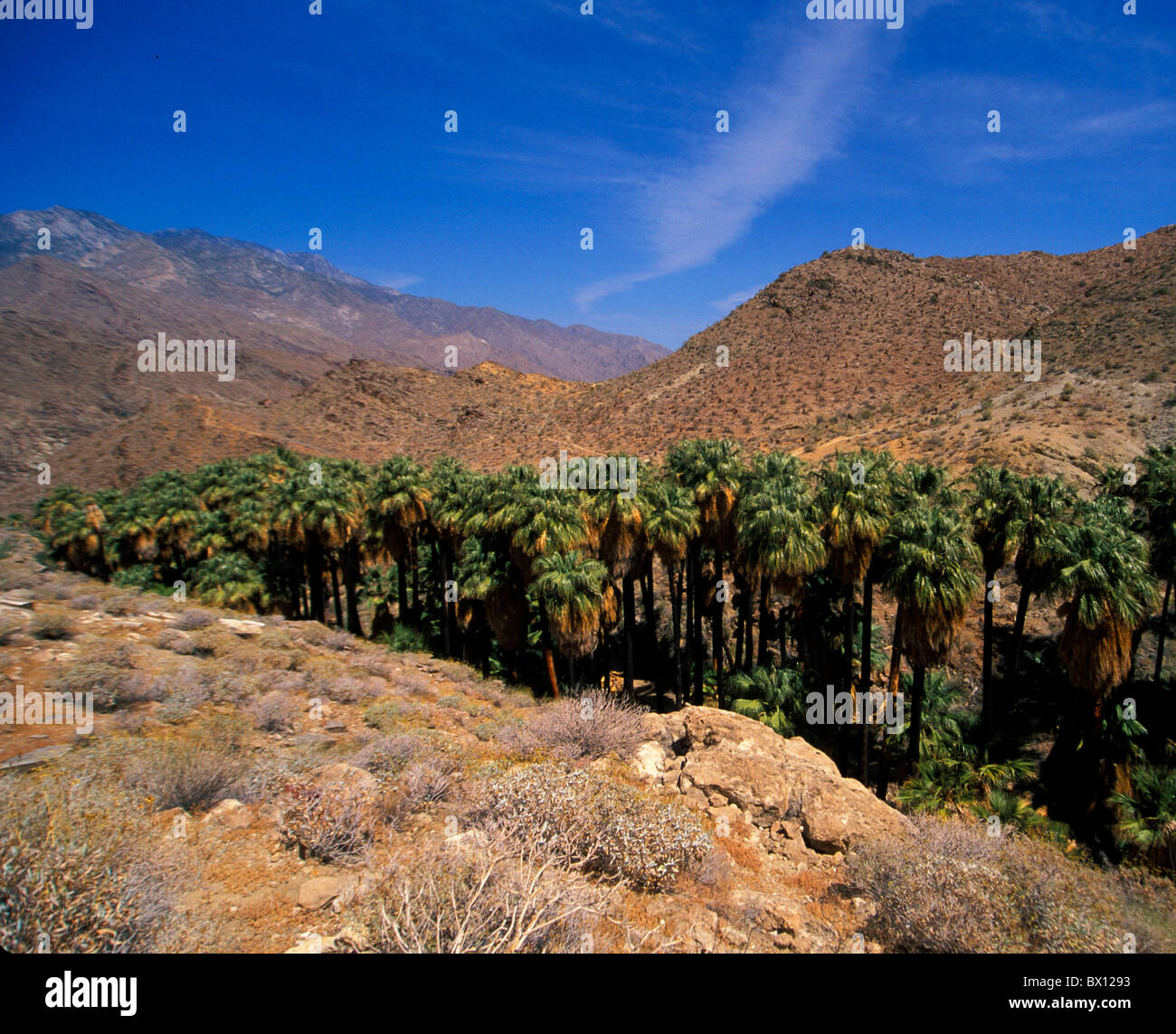 agua-caliente-cahuilla-indian-reservation-california-desert-oasis-palm