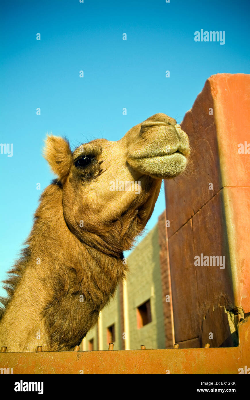 Close up of the head of a young camel at a camel research farm in