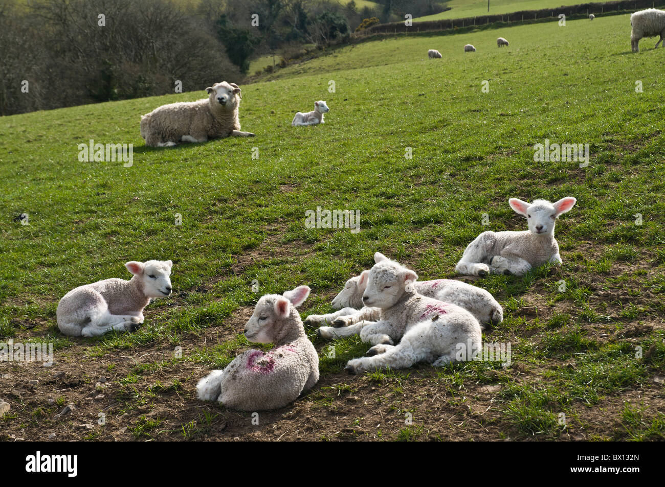 dh  SHEEP UK Sheep and lambs lying down in field Somerset meadow spring lamb uk british flock Stock Photo