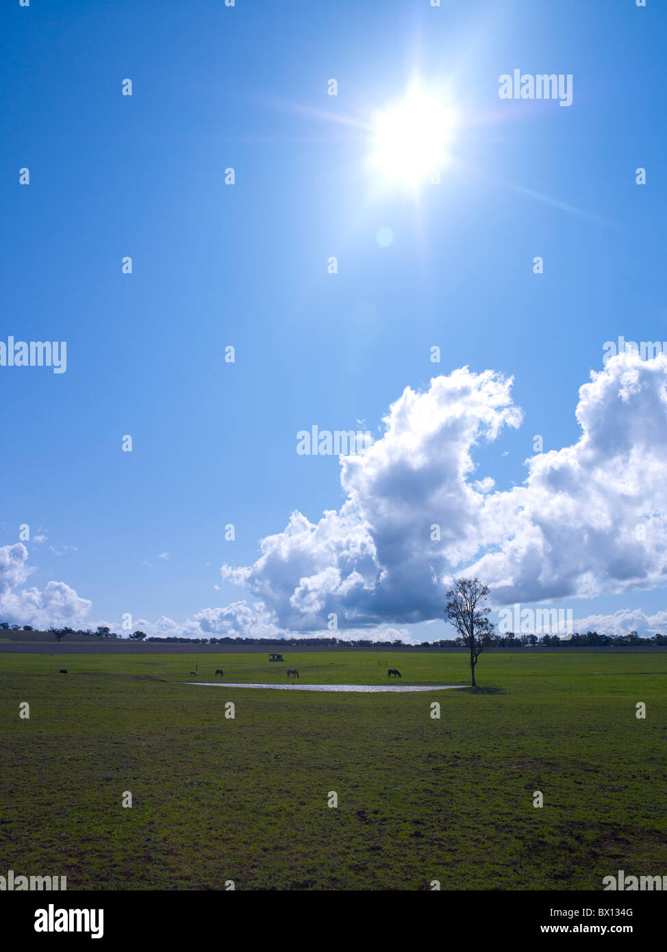 Horses in paddock & blue sky Stock Photo