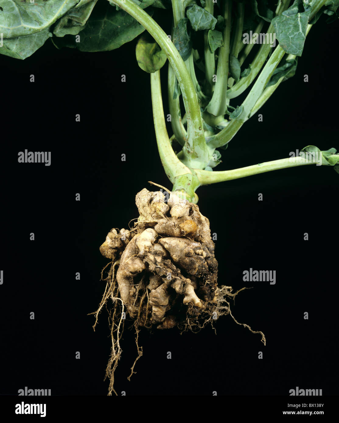 Clubroot (Plasmodiophora brassica) distorted root on a cabbage plant Stock Photo