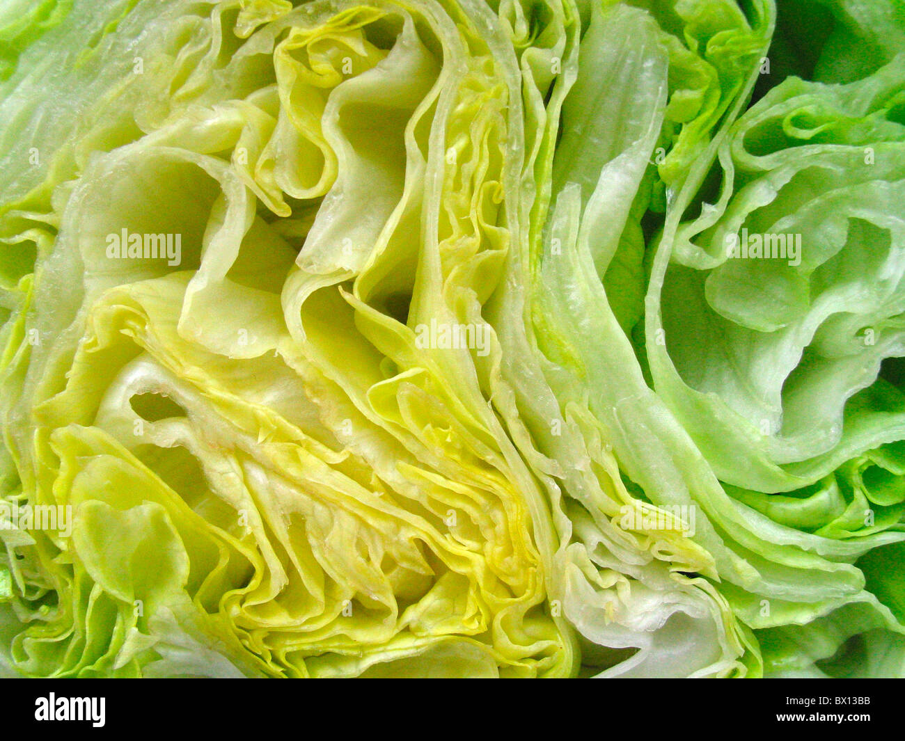 cut detail food green leaves Lettuce raised Salad vegetable Stock Photo