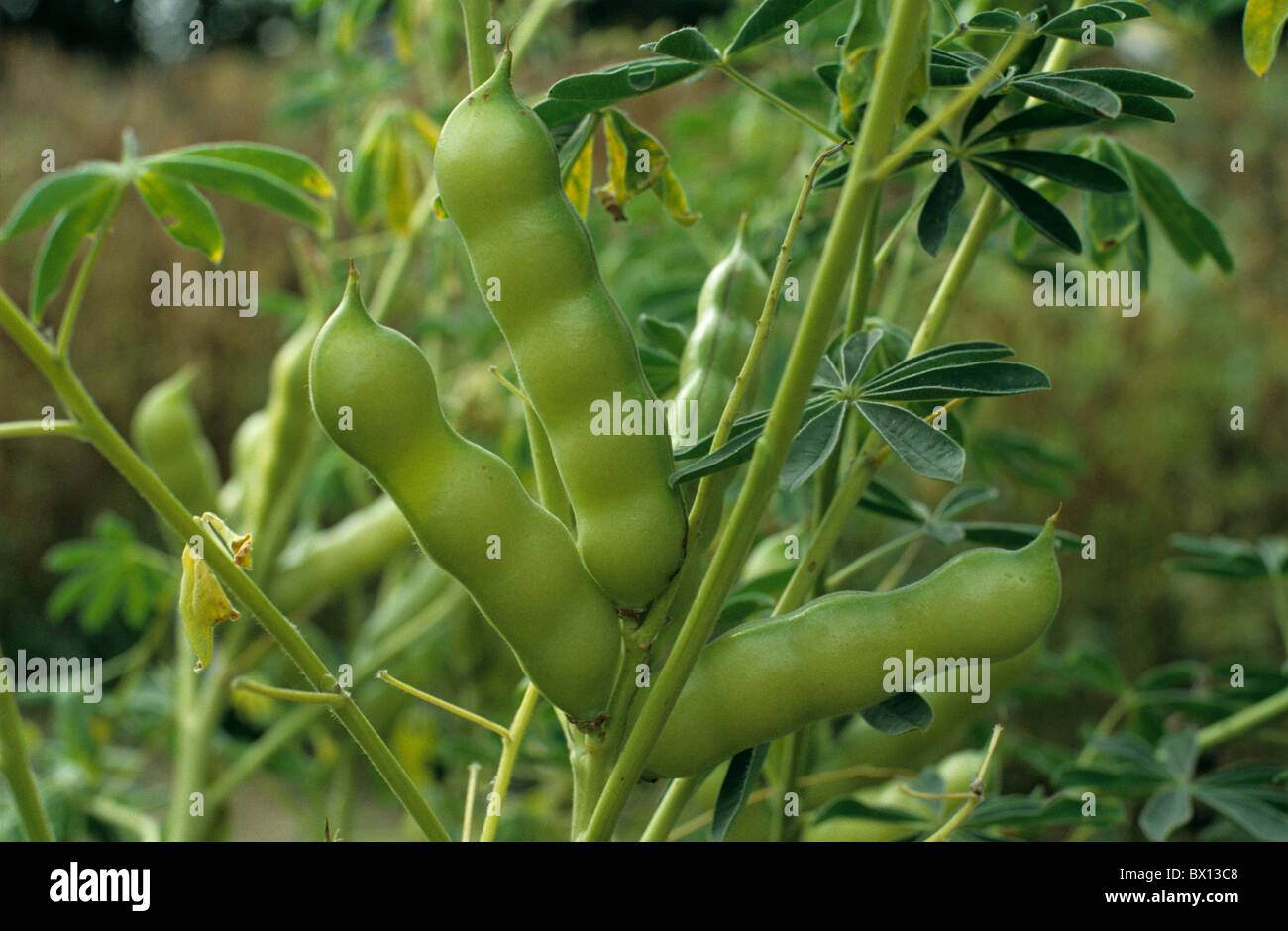 Crop lupin (Lupinus albus) green unripe seepods Stock Photo