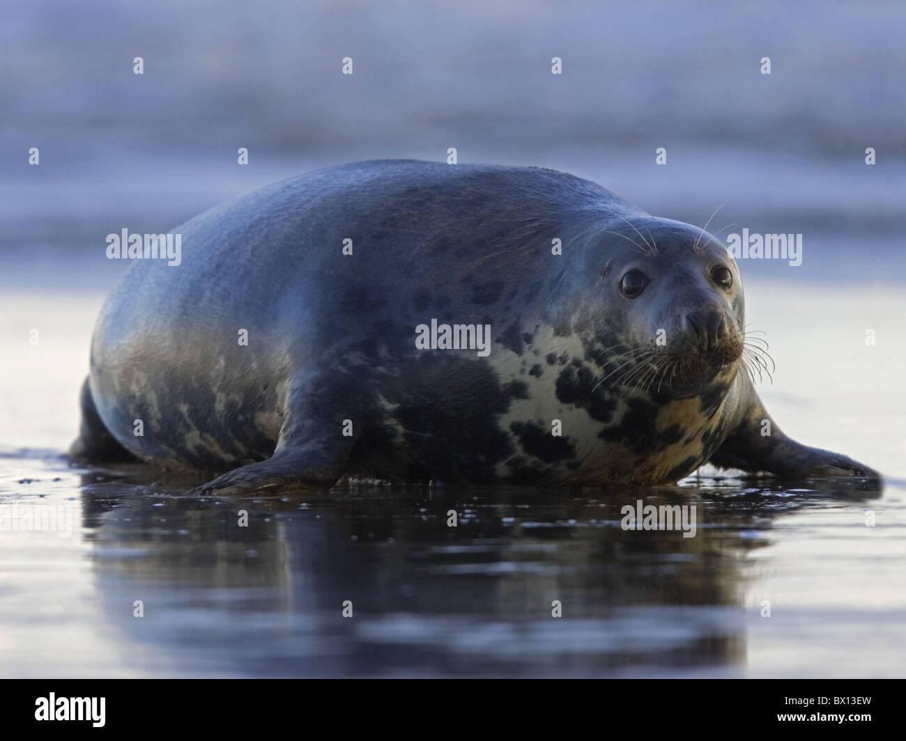 Grey seal coming out of water Stock Photo Alamy