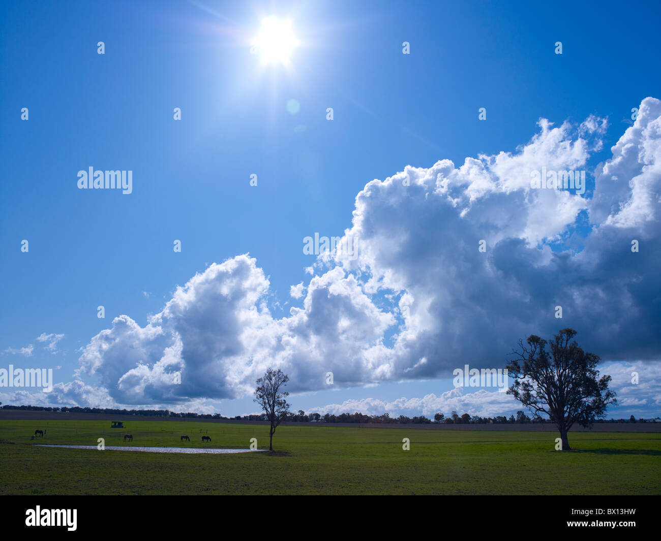 Horses in paddock & blue sky Stock Photo