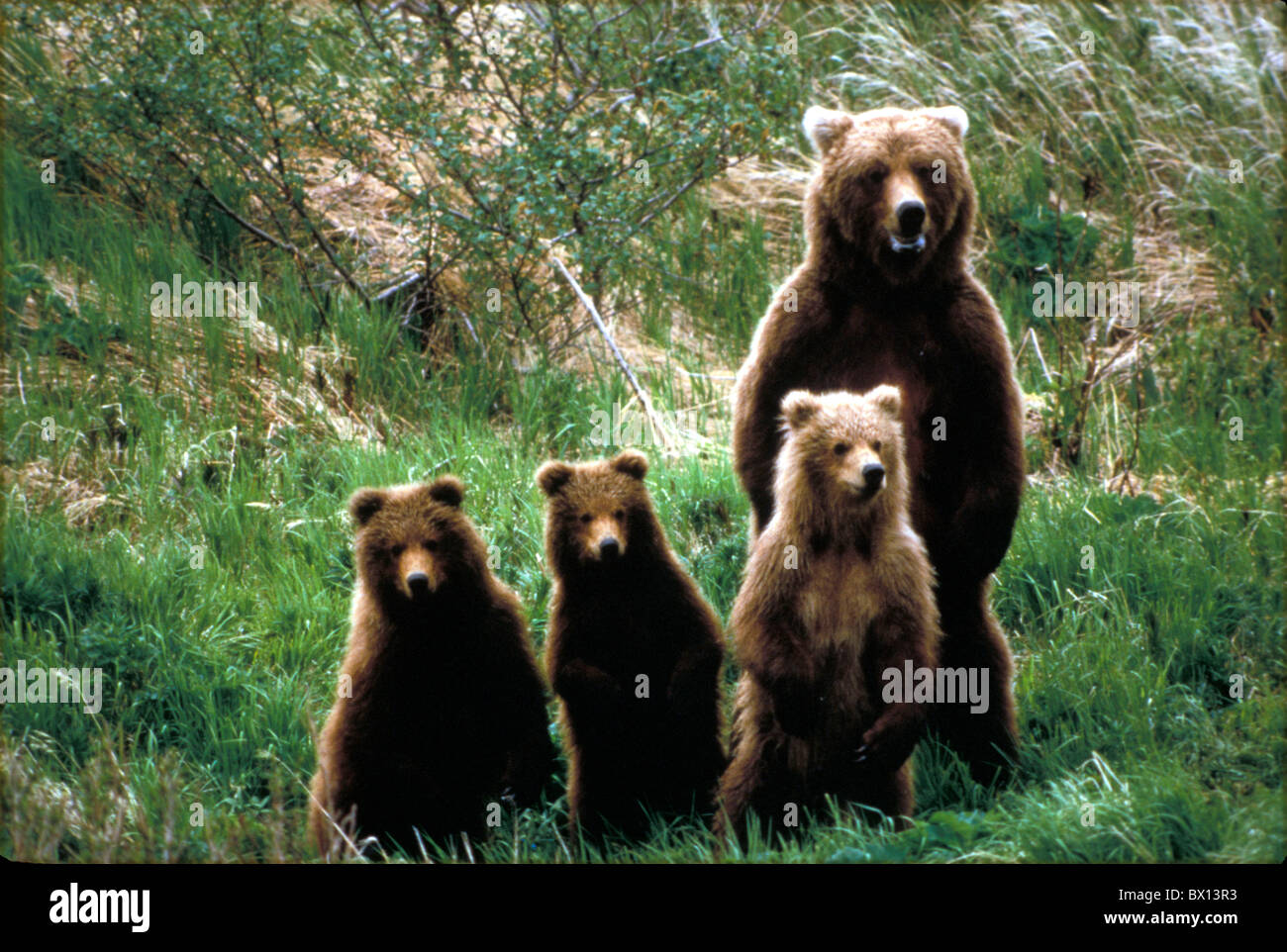 Alaska Peninsula animal animals bear Bears boy brown bear dam family