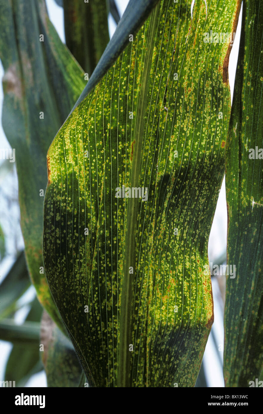 Maize eyespot (Kabatiella zeae) lesions on maize or corn leaves Stock Photo