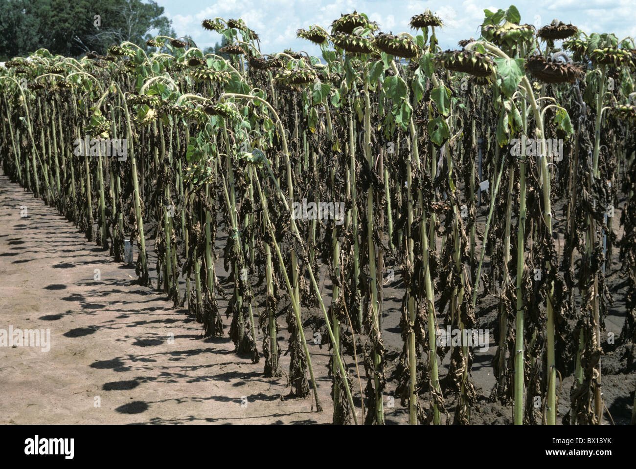 Sunflower crop defoliated and severely affected by leaf blight (Alternaria helianthi), South Africa Stock Photo