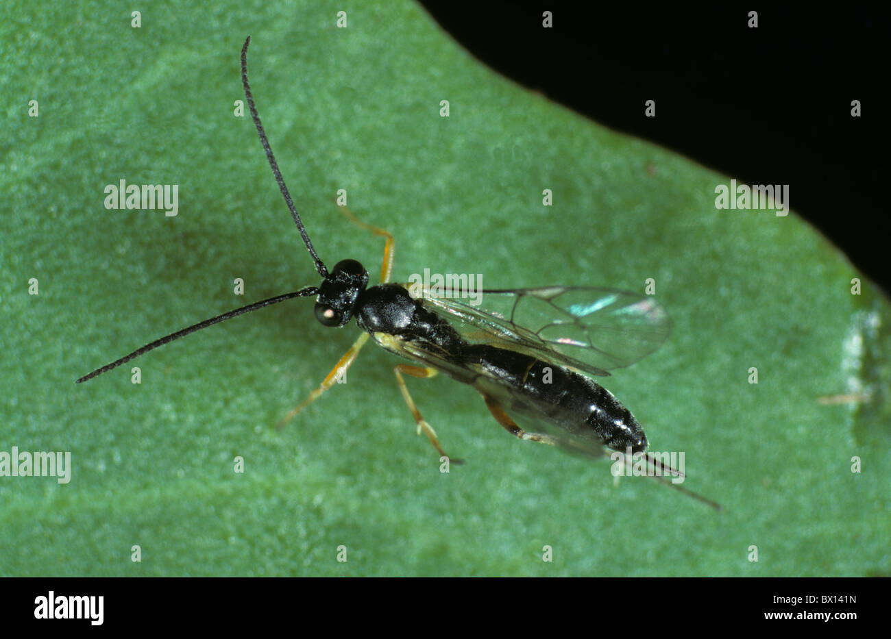 Ichneumonid wasp (Diadegma semiclausum) parasitoid of diamond back moth caterpillars Stock Photo