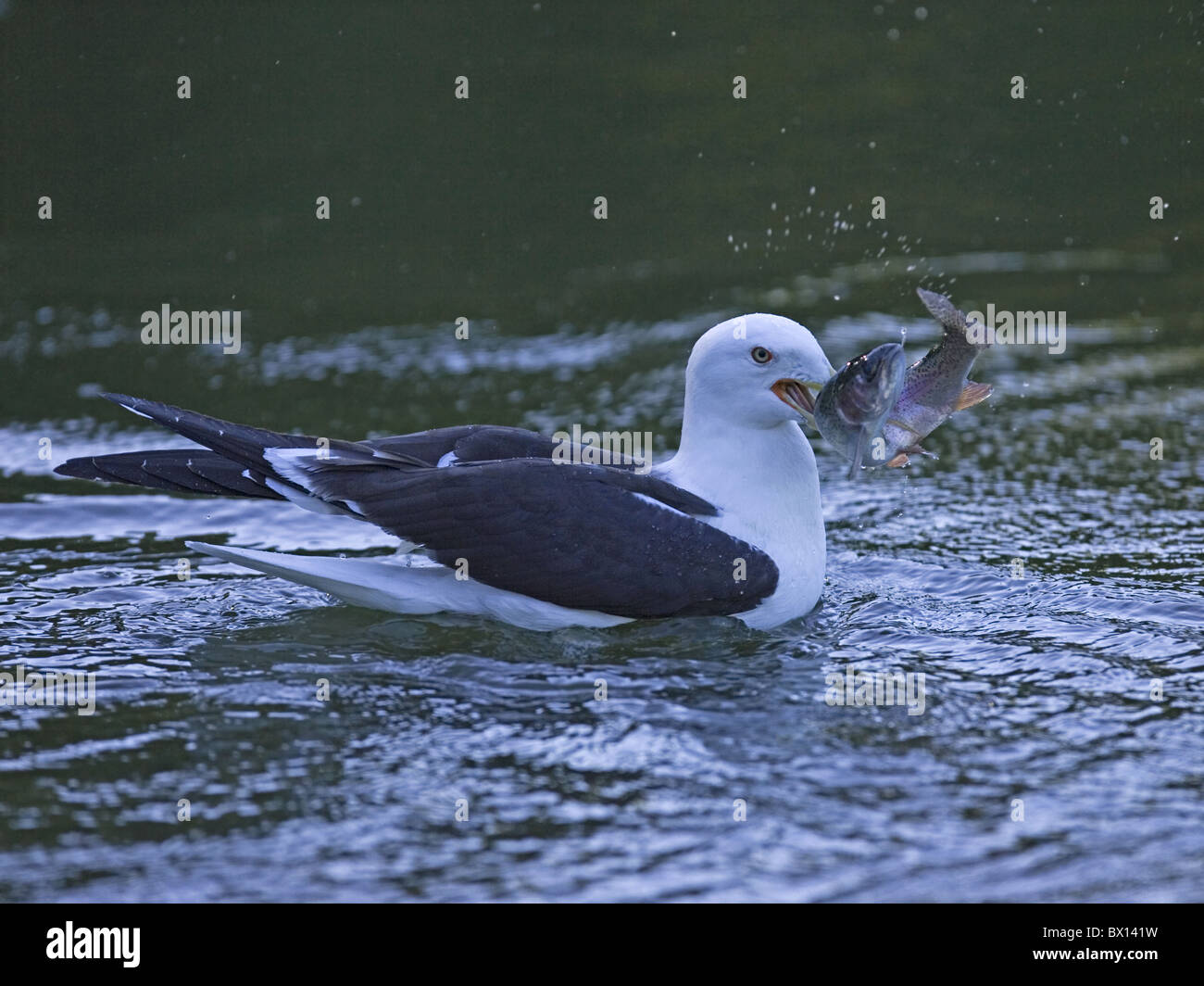 Lesser black-backed gull with fish Stock Photo