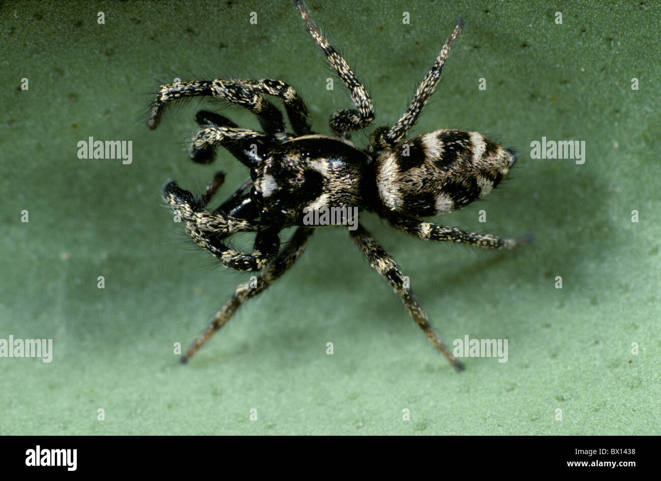 Male zebra jumping spider (Salticus scenicus) Stock Photo