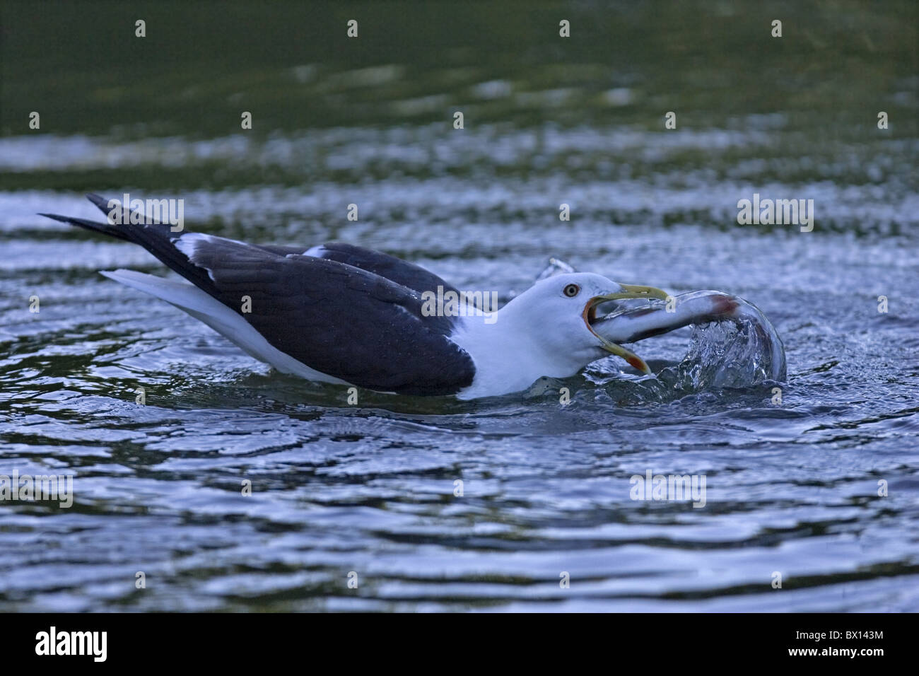 Lesser black-backed gull catching fish Stock Photo