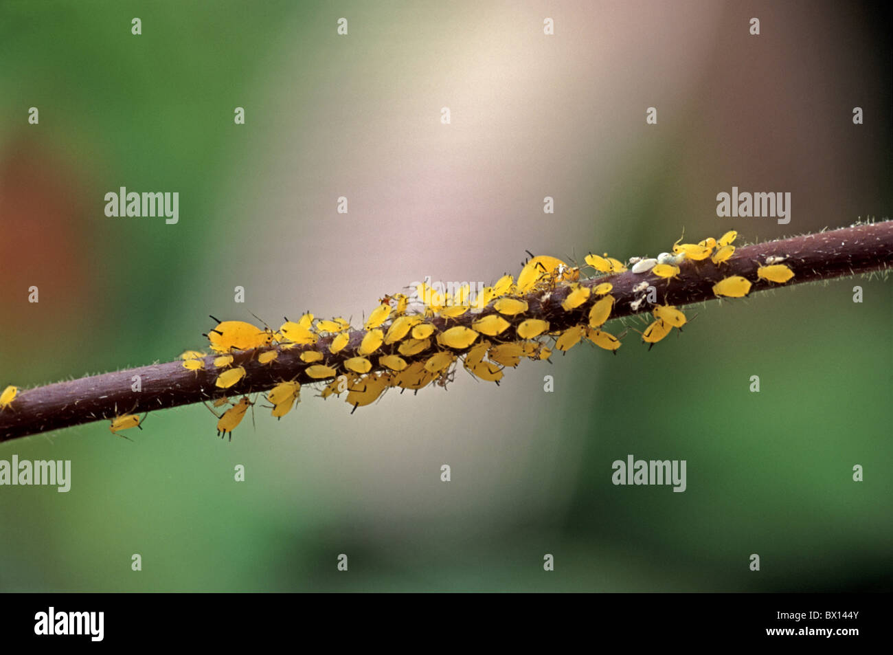 aphides pests insects lice plant wax flower Hoya carnosa animals animal