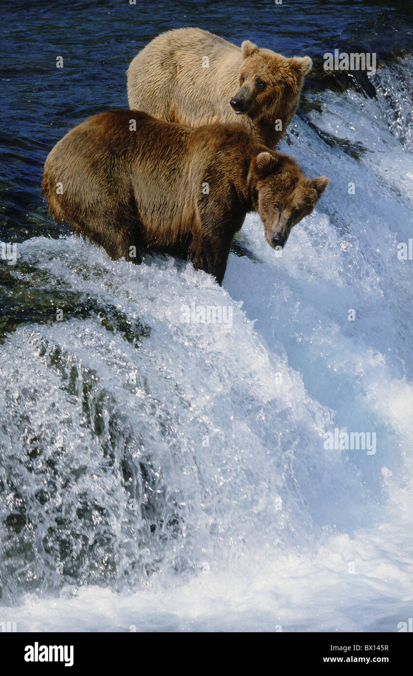 Alaska animal animals bear Brooks camp Brooks Falls Brooks River Falls Brown bear carefully cheers fish h Stock Photo