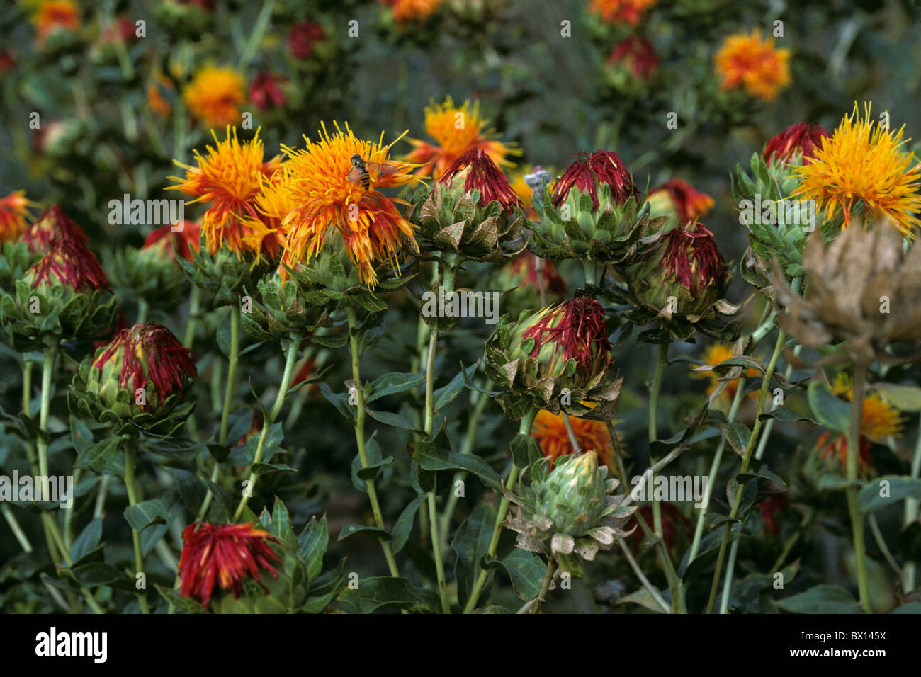 381 Safflower Stock Photos, High-Res Pictures, and Images - Getty