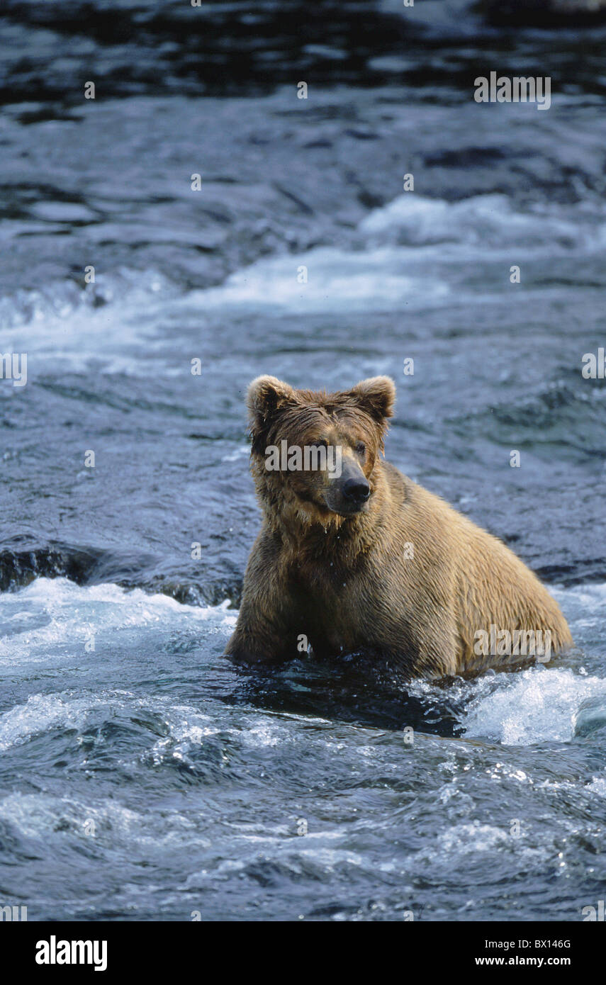 Alaska animal animals bear Brooks camp Brooks River Brown bear cheers high in the water Katmai national p Stock Photo