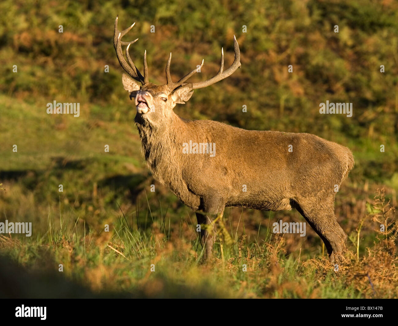 Red deer stag bellowing during rut Stock Photo