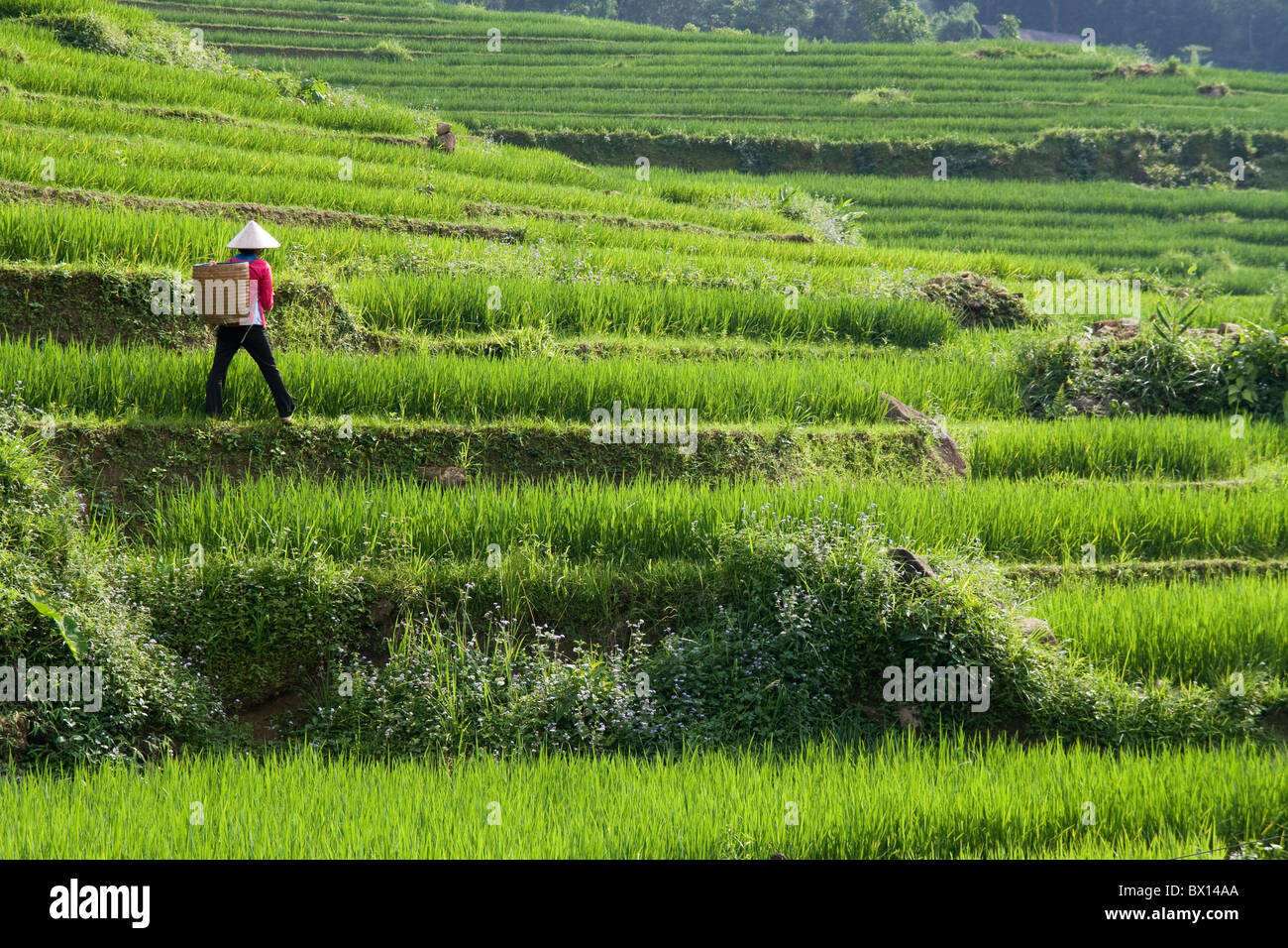 Vietnamese Rice Paddy Farmer working in Fields Stock Photo