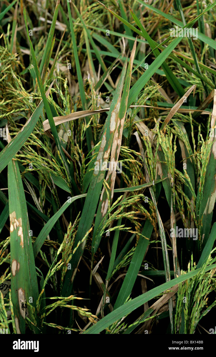 Sheath blight (Rhizoctonia slani) infection on rice crop, Philippines Stock Photo
