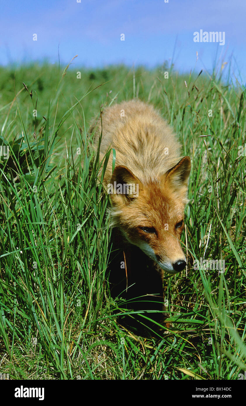 Alaska animal animals cheers curiosity Curious dog fox high in the grass mammal one portrait portrait f Stock Photo
