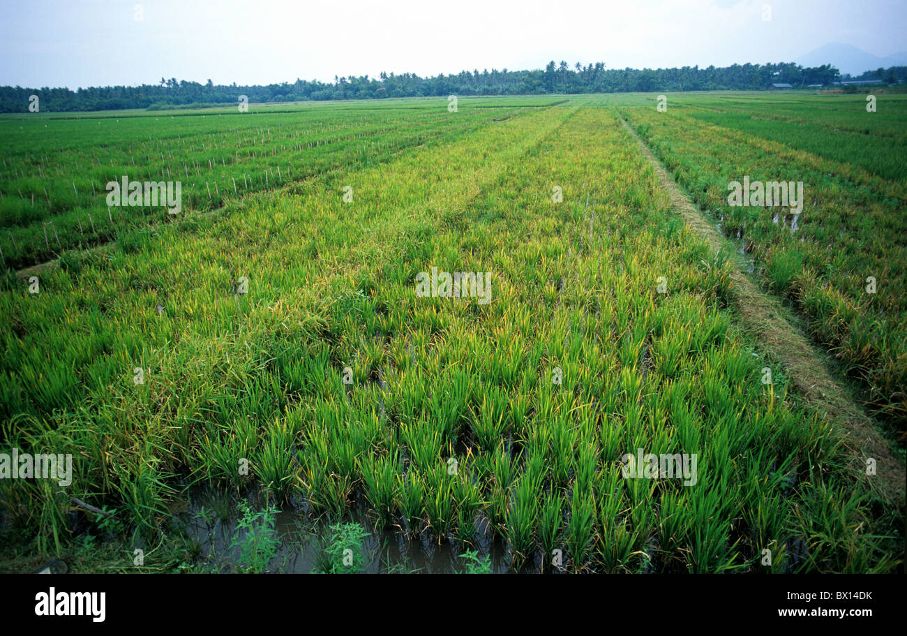 Rice crops in a variety trial variously affected by tungro virus, Philippines Stock Photo