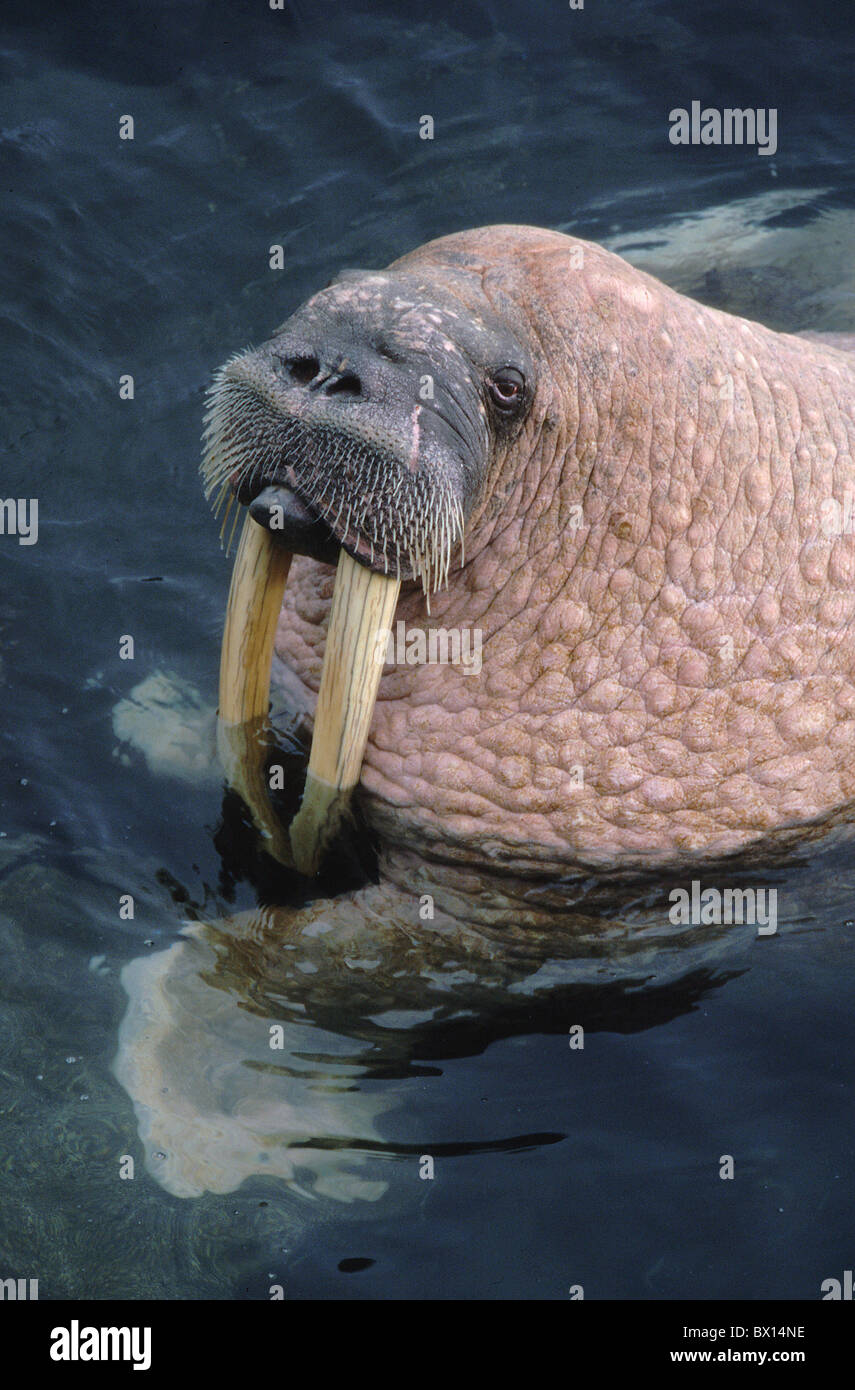 Alaska animal animals bull cheers high in the water lie male Odobenus rosmarus one pink skin portrait p Stock Photo