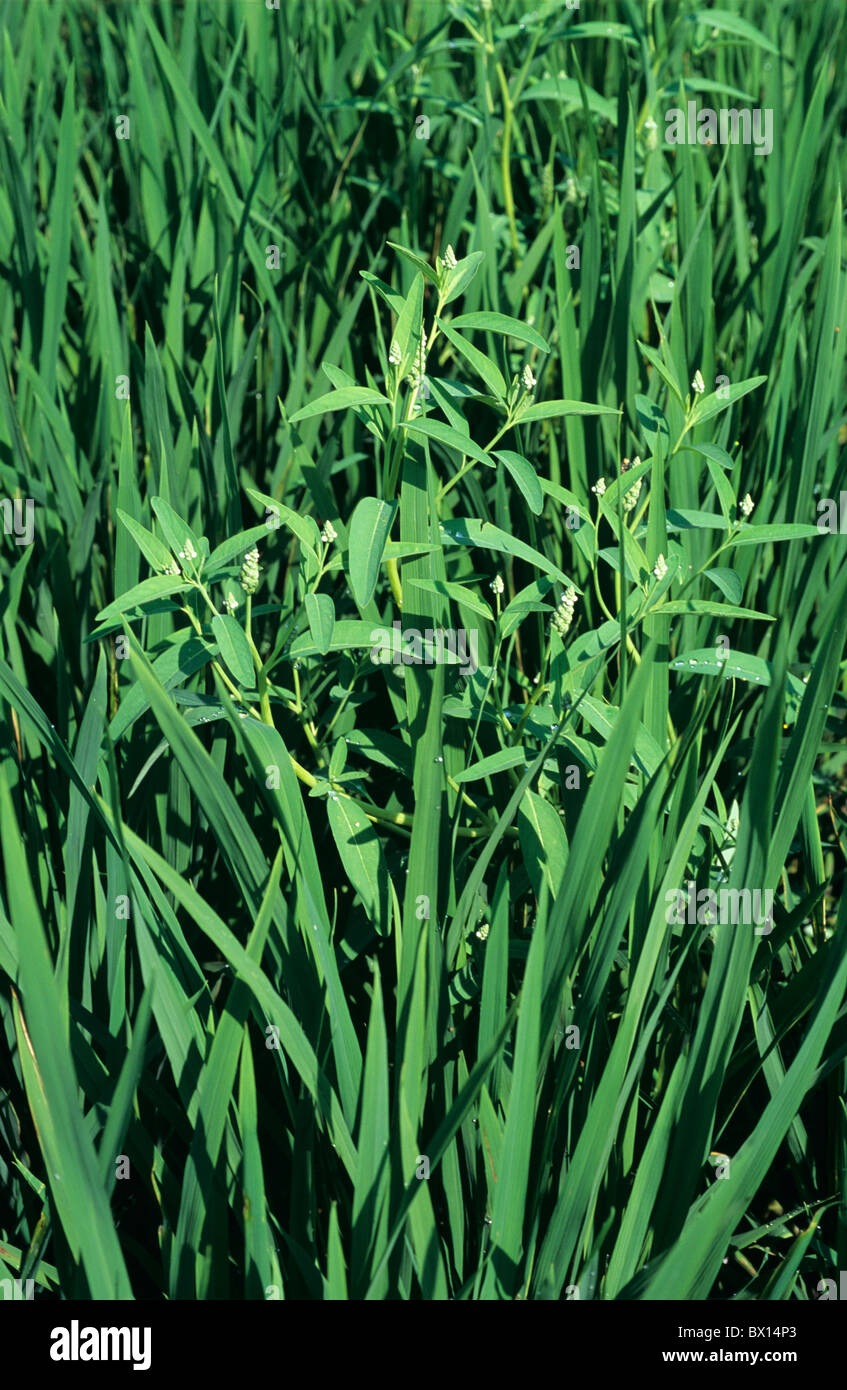 Gooseweed (Sphenoclea zeylanica) plant flowering in a rice crop Stock Photo