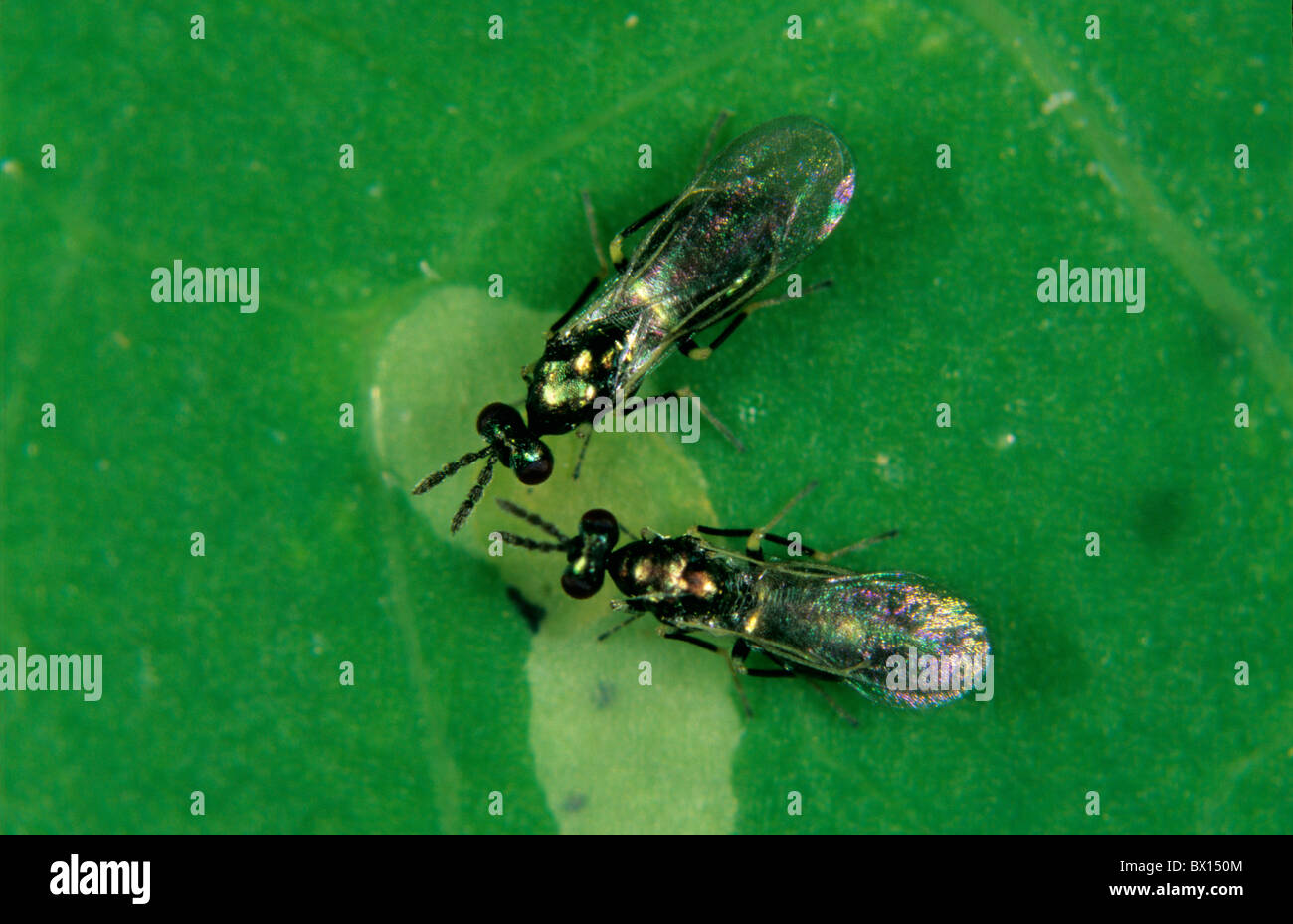Two parasitoid wasp (Diglyphus isaea) investigating a leafminer larva within a leaf gallery Stock Photo