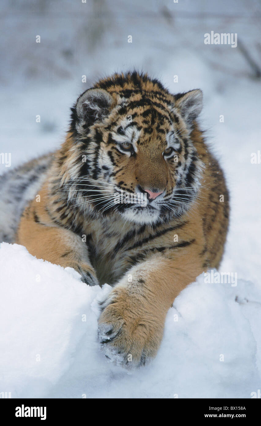 Amur tiger animal animals cheers Coto high in the snow mammal new one Panthera tigris altaica portrait p Stock Photo