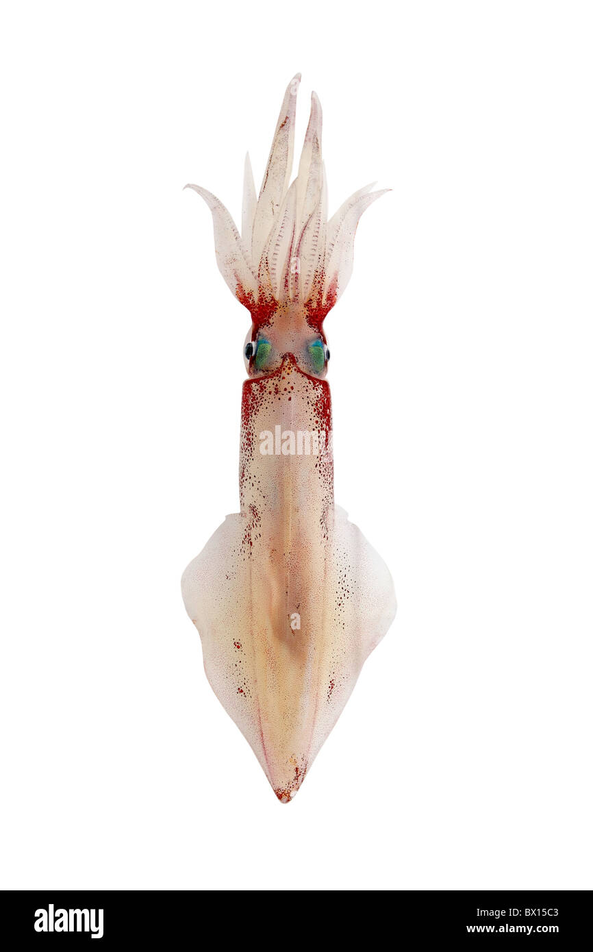 alive squid Loligo vulgaris seafood isolated on white Stock Photo