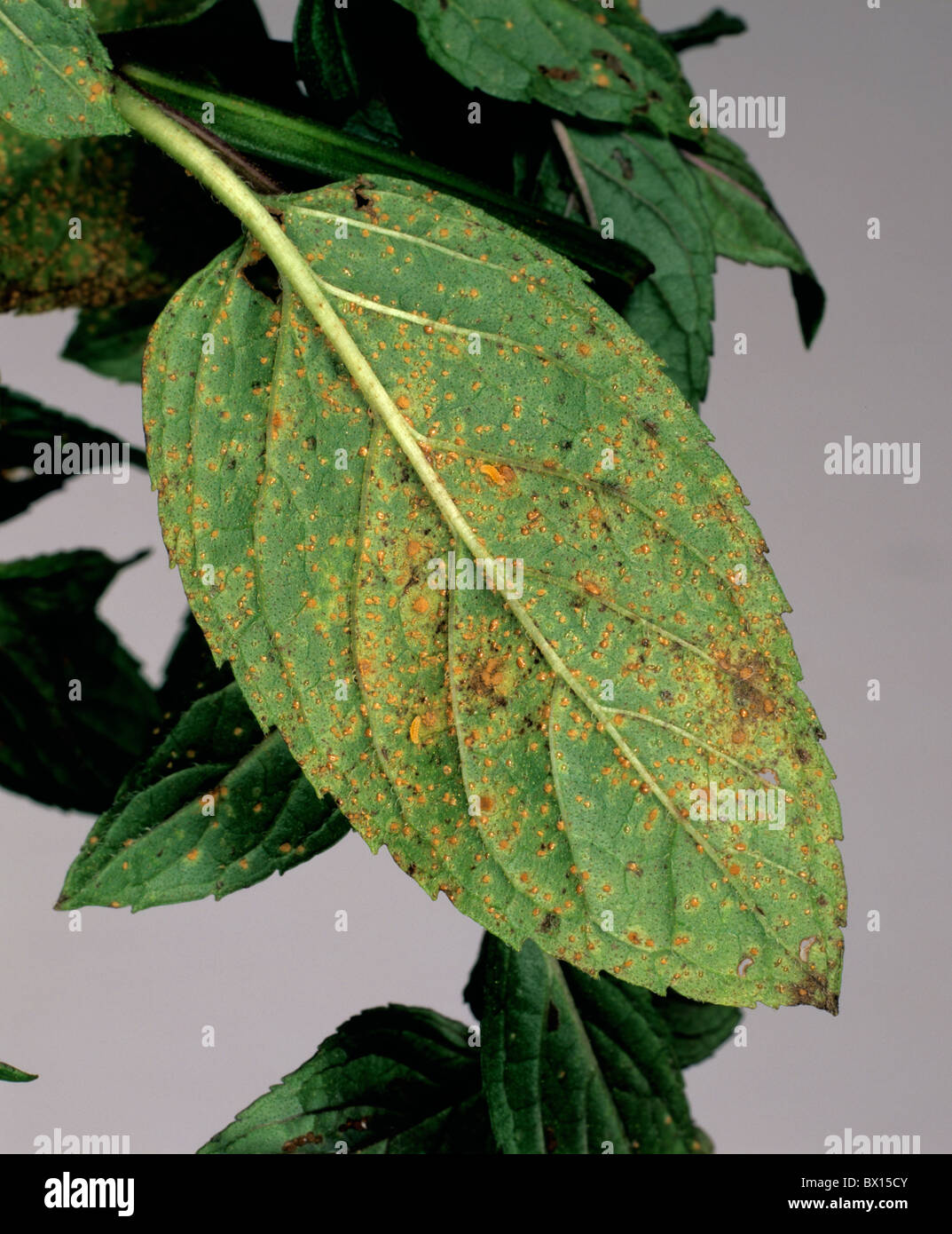 Mint rust (Puccinia menthae) on peppermint plant leaf Stock Photo