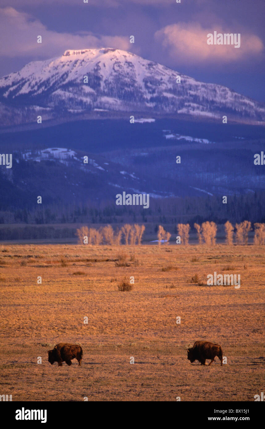 American bison animal animals bison bison broadness cheers dusk evening mood high mood mountains portrait Stock Photo