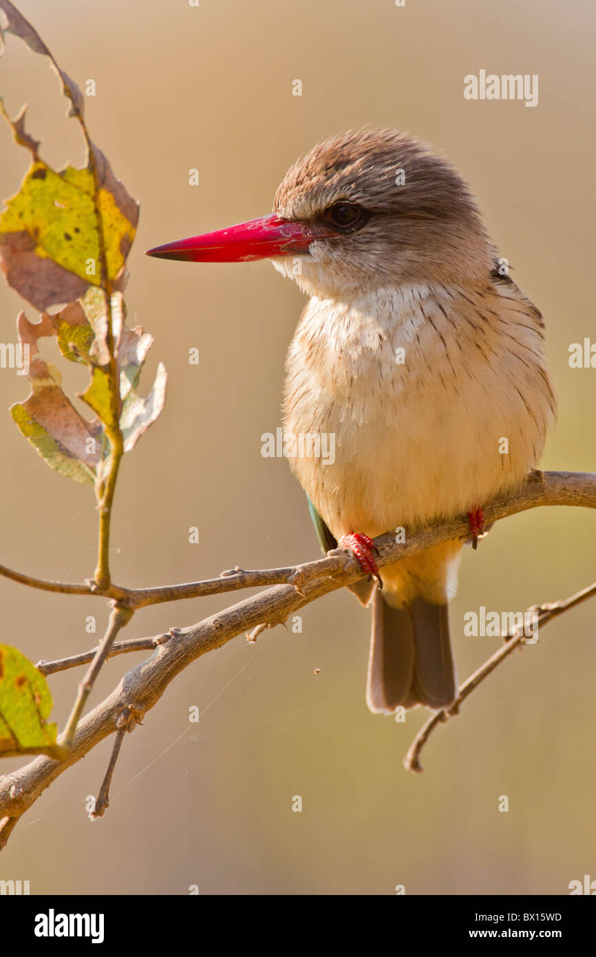 Portrait of a brown-hooded kingfisher (halcyon albiventris) on a twig. The photo was taken in Kruger National Park, South Africa Stock Photo