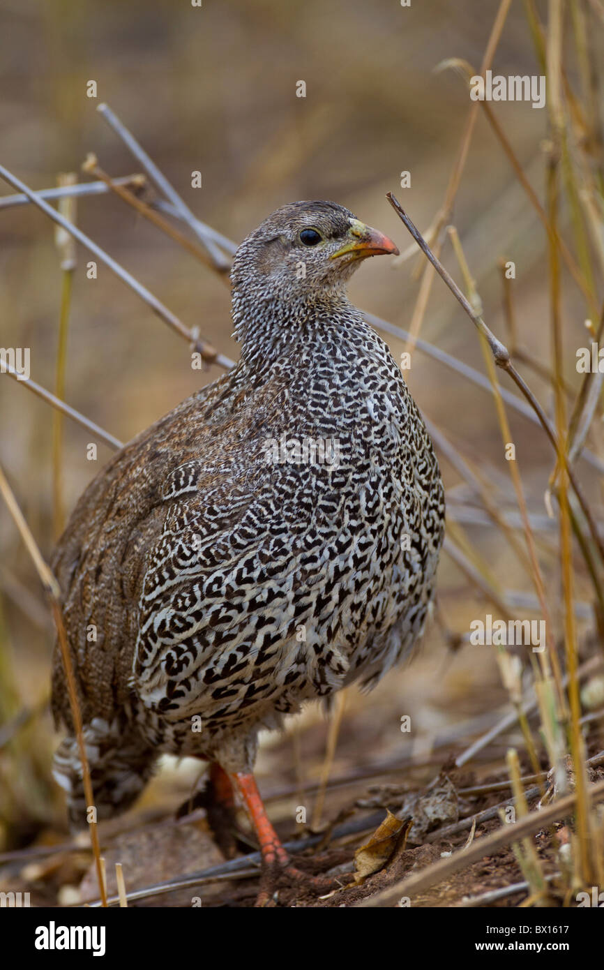 Portrait of a natal francolin (Francolinus natalensis) in the bush. The photo was taken in Kruger National Park, South Africa. Stock Photo