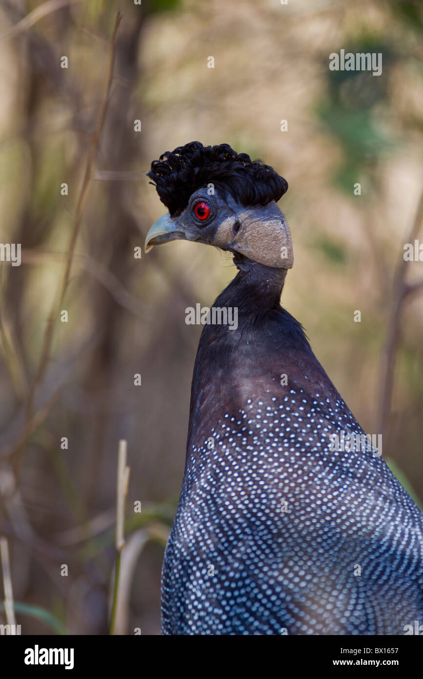 Portrait of a crested guineafowl (Guttera pucherani) in the bush. The photo was taken in Kruger National Park, South Africa. Stock Photo