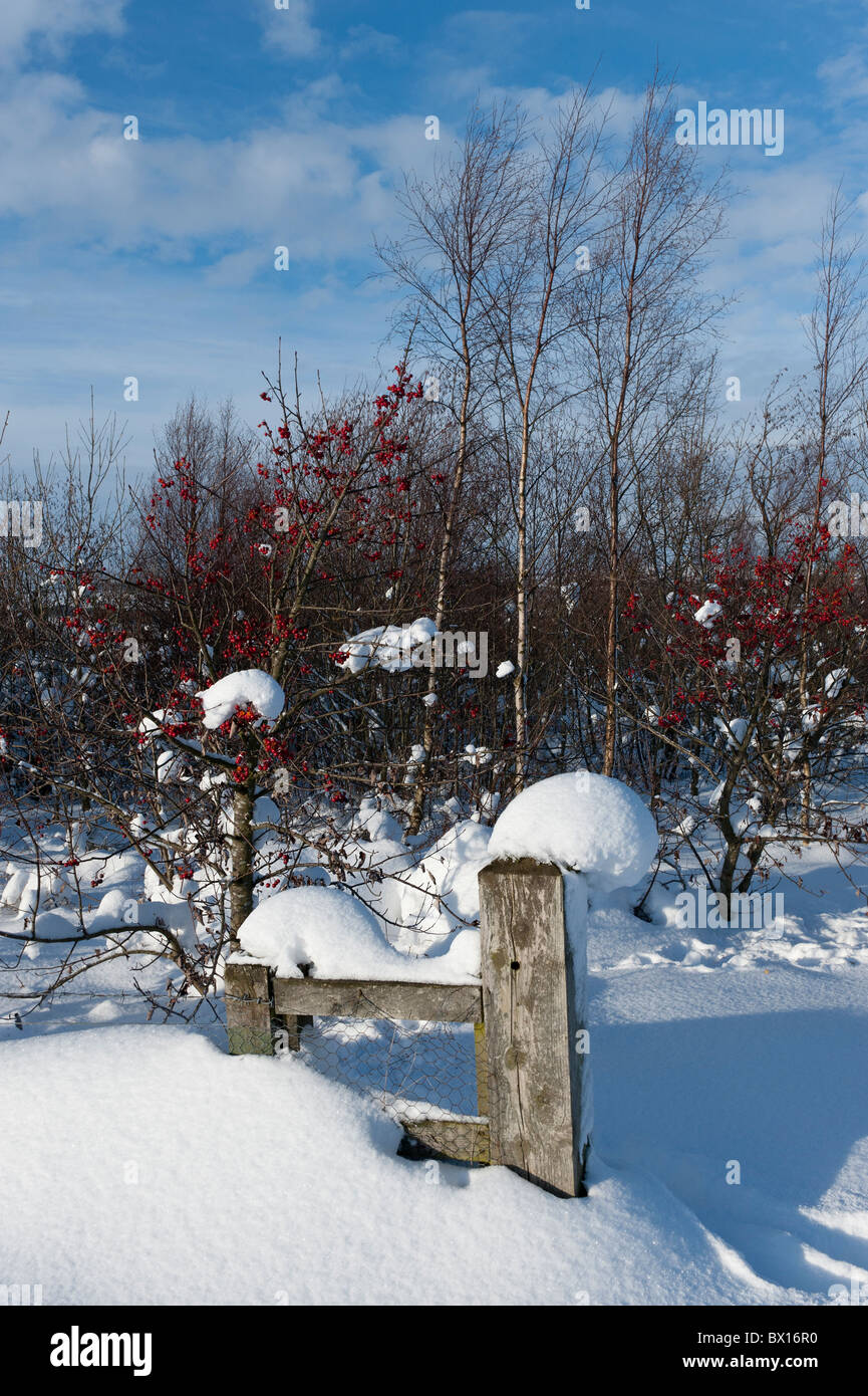Fence in deep snow Stock Photo