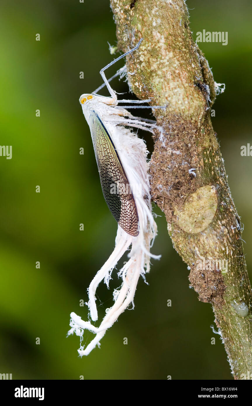 Strange Petrodictya reticularis bug from ecuador Stock Photo