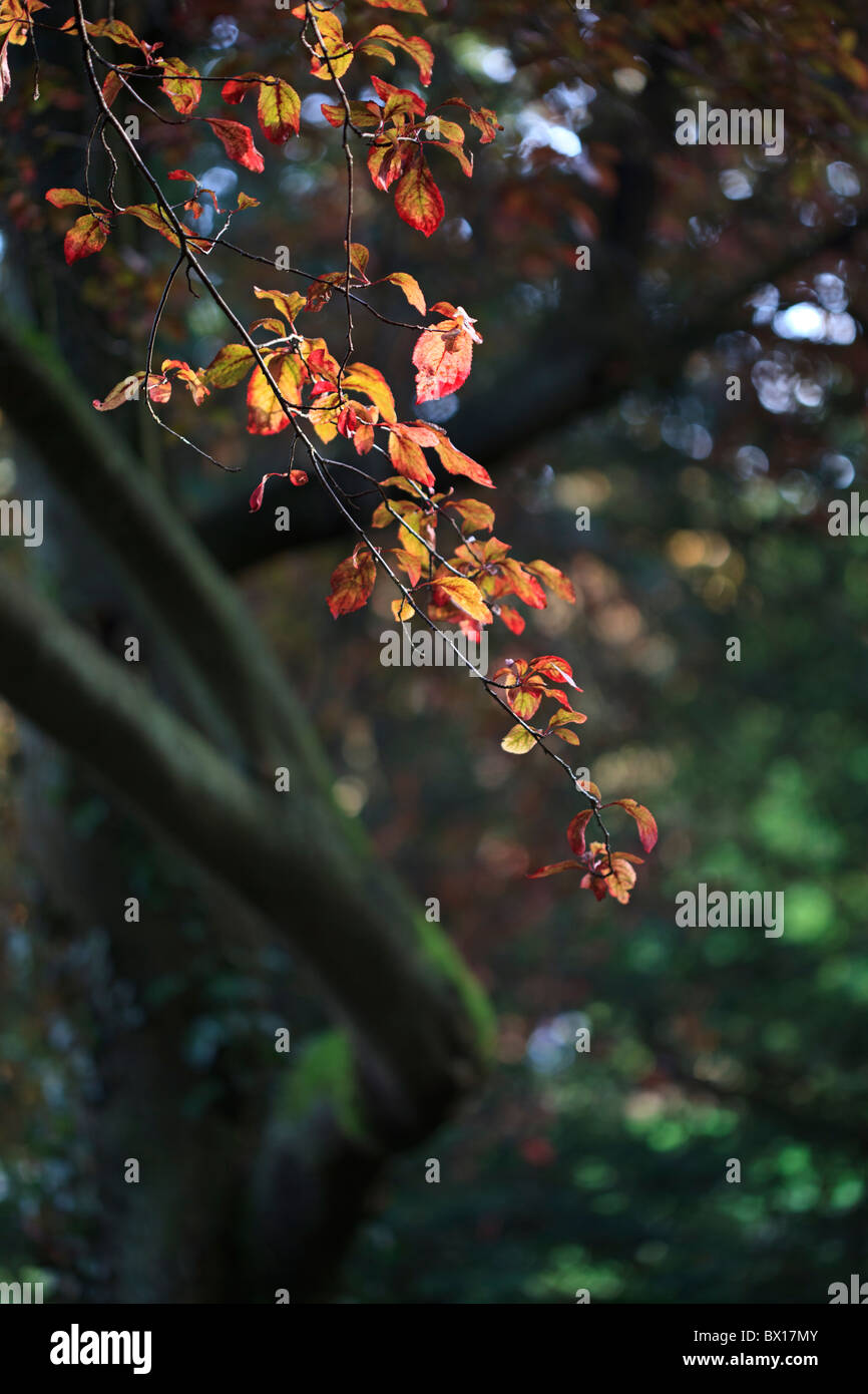 Patch of sunlight in autumn woodland shining on a branch of Prunus cerasifera 'Pissardii' Stock Photo