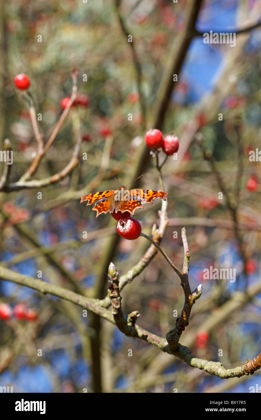 Comma butterfly on Malus Baccata Var. Mandschurica - Manchurian crab apple - in late October in Yorkshire Stock Photo
