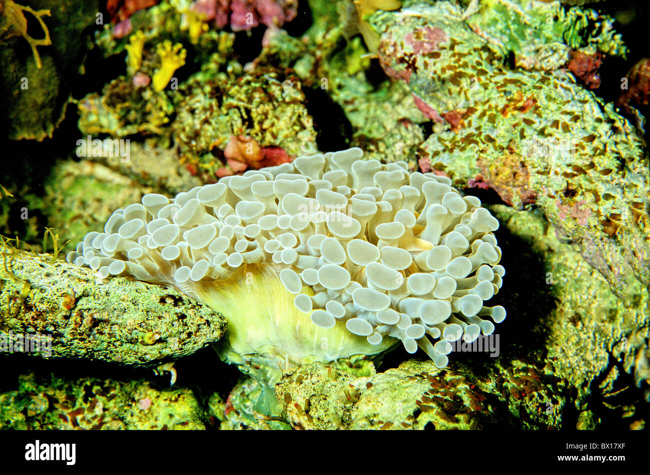 anemone Entacmaea Quadricolor Red Sea Yemen Arabia Orient coral riff riff Stock Photo
